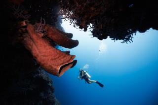 Reconnect - Private Island Resort & Dive Center Togean - Buka Buka Island - Ampana - 7