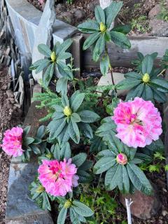 Daffodils Home Stay - 7