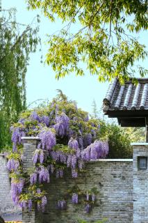 Banyan Tree Lijiang - 4