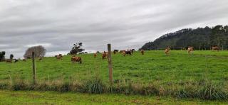 Pleasant View Lodge - Tauwhare - 8