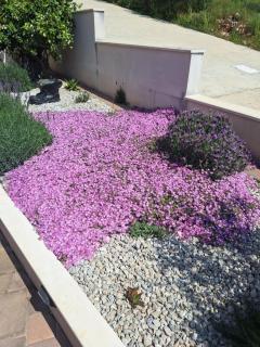 Apartments Marija - 6