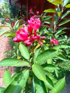 MG Guesthouse - Sukhothai - 7