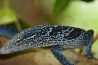 Raja Ampat Herping - 0