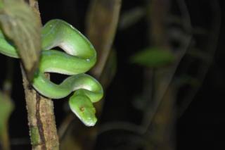 Raja Ampat Herping - 5