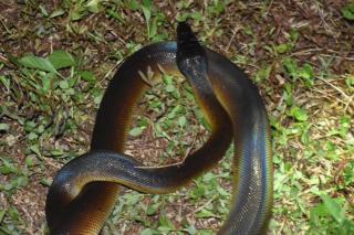 Raja Ampat Herping - Sageurin - 3