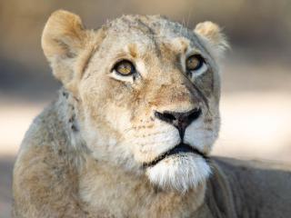 18 On The Hill, Greater Kruger Safari Lodge - Mica - 3