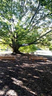 Wellington Forest Cottages & Bar - 1