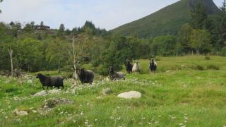 Stavetunet - 1