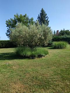 Apartment Greta - Labin - 8