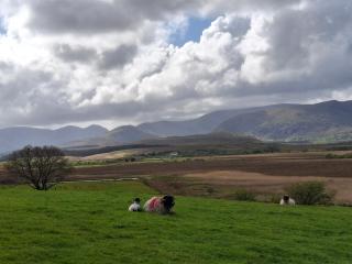 Wooly Huts Green - Westport - 5