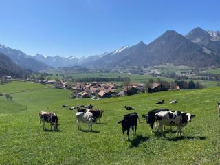 Au Chant des Grillons - studio ensoleillé en Gruyère - Estavannens-Dessous - 2