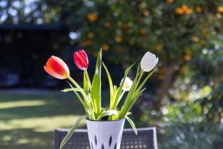 Carmelo Tulip Villa - 4