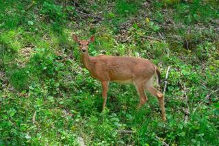 Treetop Retreat - Beech Mountain - 8