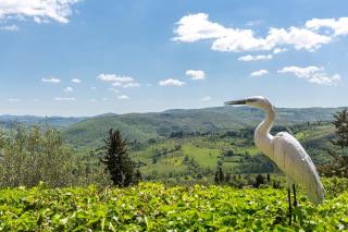 CASA DEGLI ULIVI - COTTAGE WITH SWIMMING POOL - Castellina in Chianti - 3