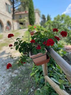 CASA DEGLI ULIVI - COTTAGE WITH SWIMMING POOL - Castellina in Chianti - 6