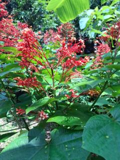 Bang Po Garden - 4