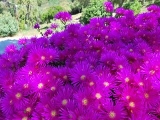 Villa Nais B&B - Bormes-les-Mimosas - 1