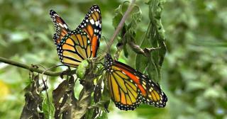 Green Tours Park - - 0