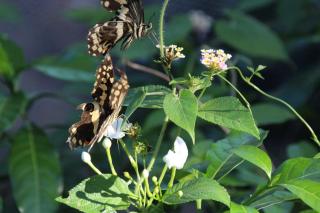 Green Tours Park - - 1