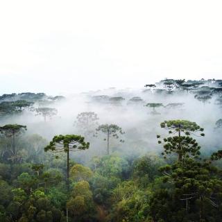 Suíte Buquê de Noiva - Monte Verde - 9
