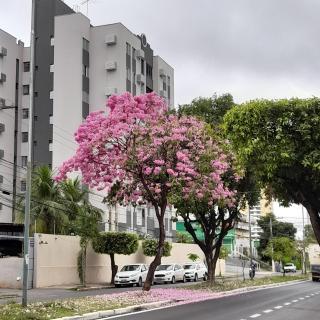 Quarto em Apto ao lado Shopping - Cuiabá - 9