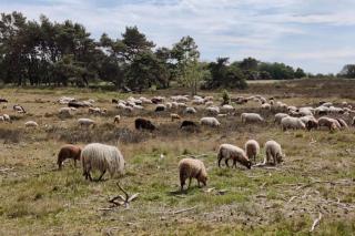 De Bosuil Drenthe - Spier - 4