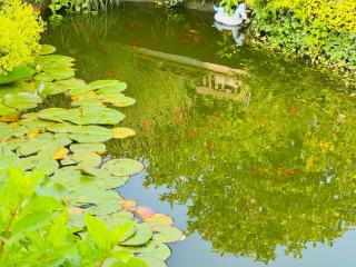 Domizil am Branitzer Park - Cottbus - 7