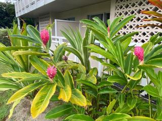 Coconut Coast Oceanview - Kapaa - 3