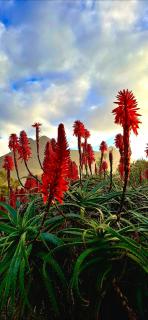 La Mer Seafront Selfcatering Accommodation Kleinmond - 7