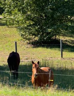 Country Retreat on 20 Acres in Dickson with Hot Tub - McEwen - 5