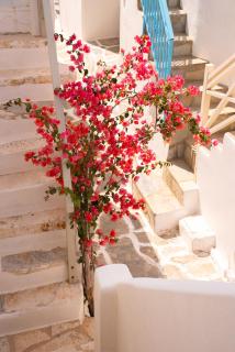 Picture perfect traditional home - Naoussa - 6