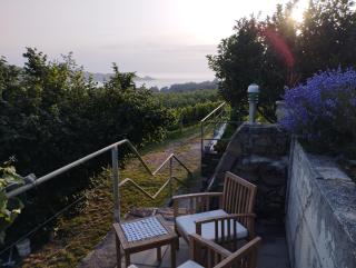 Olive ranch - Strunjan - 8