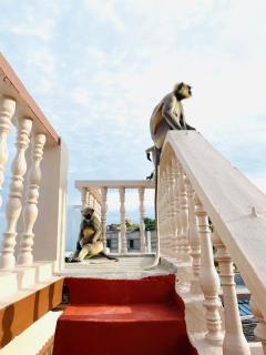 Megha Guesthouse - Hampi - 3