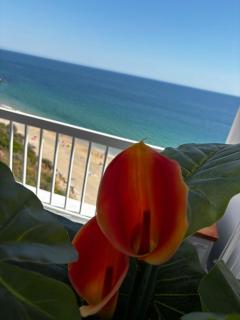 NEW - Luxury Beach Front - 7
