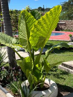 Lena Homestay - Lusaka - 1