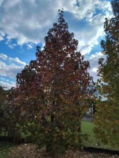 Cabaña la linda Vaqueros - 1