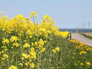 Holiday Home near Baltic Sea Coast, cleaning included - Damshagen - 2
