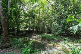 The Wicker Rainforest Retreat - Peace Privacy and Nature - Kin Kin - 3