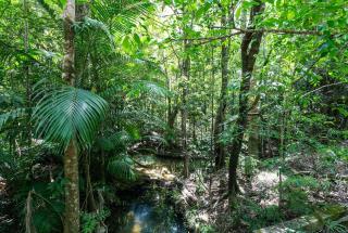 The Wicker Rainforest Retreat - Peace Privacy and Nature - Kin Kin - 2