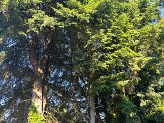 Bird Nest Suites - 1