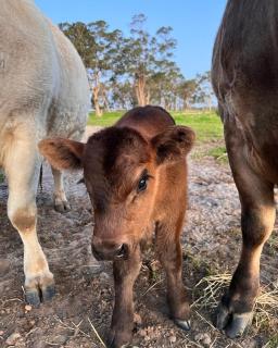 Rosa Glen Retreat - Margaret River - 1