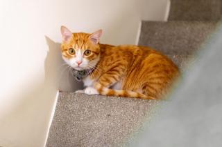 聽故事台南民宿 有貓的民宿 - 2