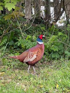Highermead House - Camelford - 3