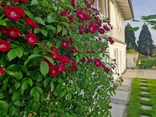 The Garden Studio - 4