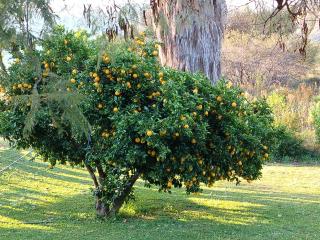 The Seed Pod Guesthouse - Modimolle - 8