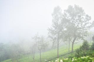 Ibex Resorts, Coonoor - Tapas - 4