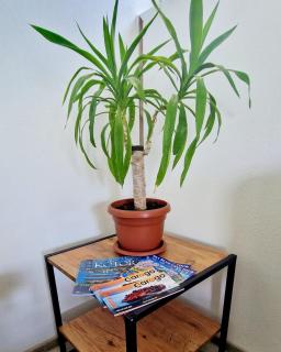 Apartment MMP2, Kotor - Kotor - 7