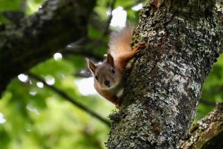 Hobbits Landing - Alverstone - 8