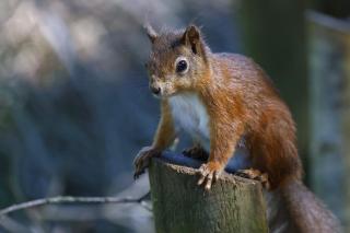 Hobbits Landing - Alverstone - 3