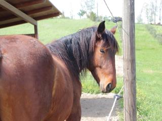 Le Dame Country House, Marche - Montegranaro - 2